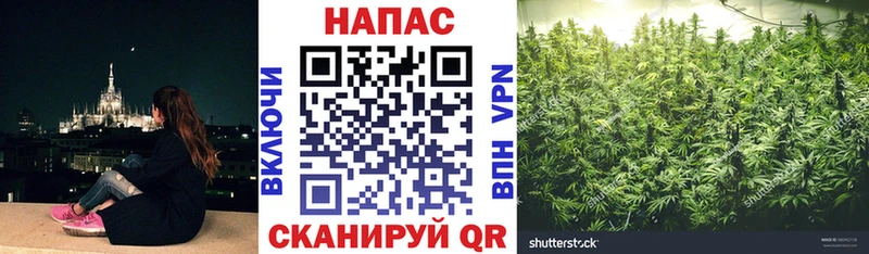 Купить где Почеп МАРИХУАНА конопля